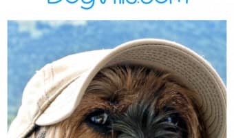 Traveling with your dog isn’t as hard as it sounds, as long as you pick the right destination. Check out these top dog-friendly U.S. getaways!