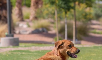 Dog parks are a great place to exercise and socialize your dog, but they can also be a breeding ground for illnesses and injuries. Check out the top 5 hidden dangers at the dog park and how to avoid them.