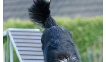 When it comes to dog training methods, one size doesn’t always fit all. Check out our tips for knowing when it’s time to try something new!