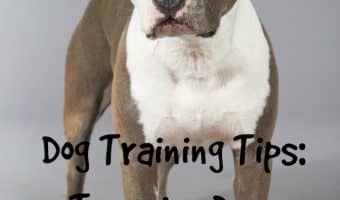 Dogs jumping on your friends or other inappropriate things? Check out these dog training tips to teach your pooch how to behave in front of company!
