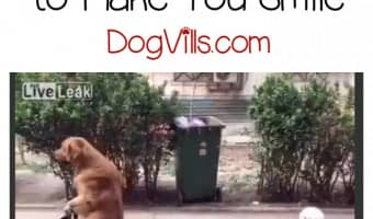 This golden retriever riding on a tricycle train will make you smile! Check it out!