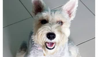 Looking for the best hypoallergenic dog breeds suitable for service work? Check out our top 5 picks!