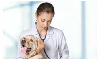 Has your dog been diagnosed with mast cell tumors? Find out everything you need to know about this type of tumor and how to help your pooch!