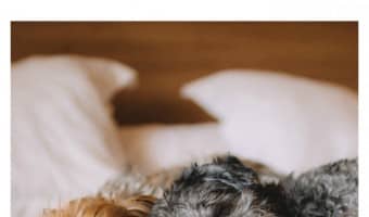 Planning a getaway and want to stay at a quaint B&B instead of a major hotel? Here are some of the best bed and breakfasts in the United States that welcome the whole family, pets included!