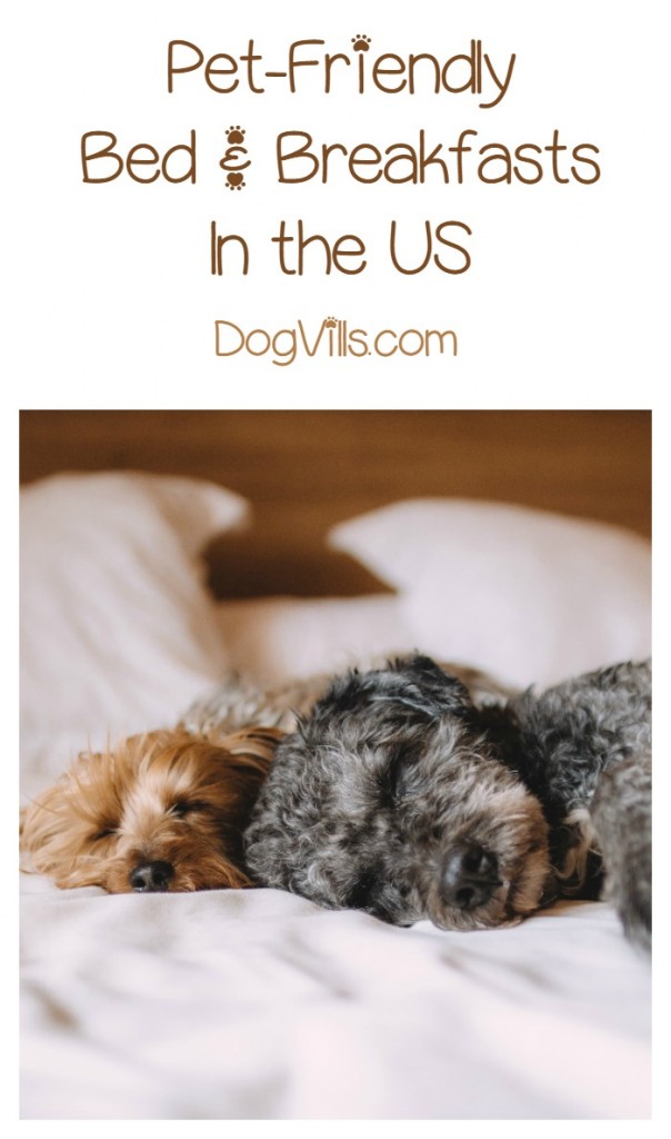 Best Bed and Breakfasts in the U.S. That Welcome Your Dog - DogVills