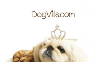 More and more families take their pets on vacation with them. Many hotel chains are starting to notice this trend and are responding accordingly. Check out a few of our favorite pet-friendly hotel chains that will welcome your dog.