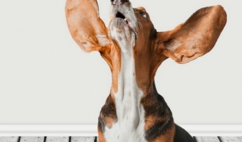 Looking for a few great dog health tips for those days when Fido snubs everything in sight? Check out our tips for handling picky eating in your dog!