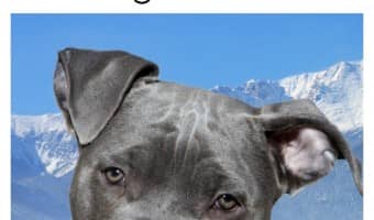 Pit bull bans are sweeping across Canada, and now Montreal joins the breed-specific legislation party with a proposed ban of their own.