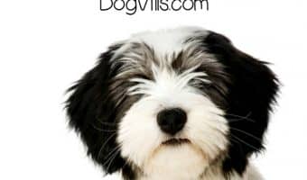 Wondering if the Polish Lowland Sheepdog is hypoallergenic? Learn all about Wile E. Coyote’s greatest nemesis!