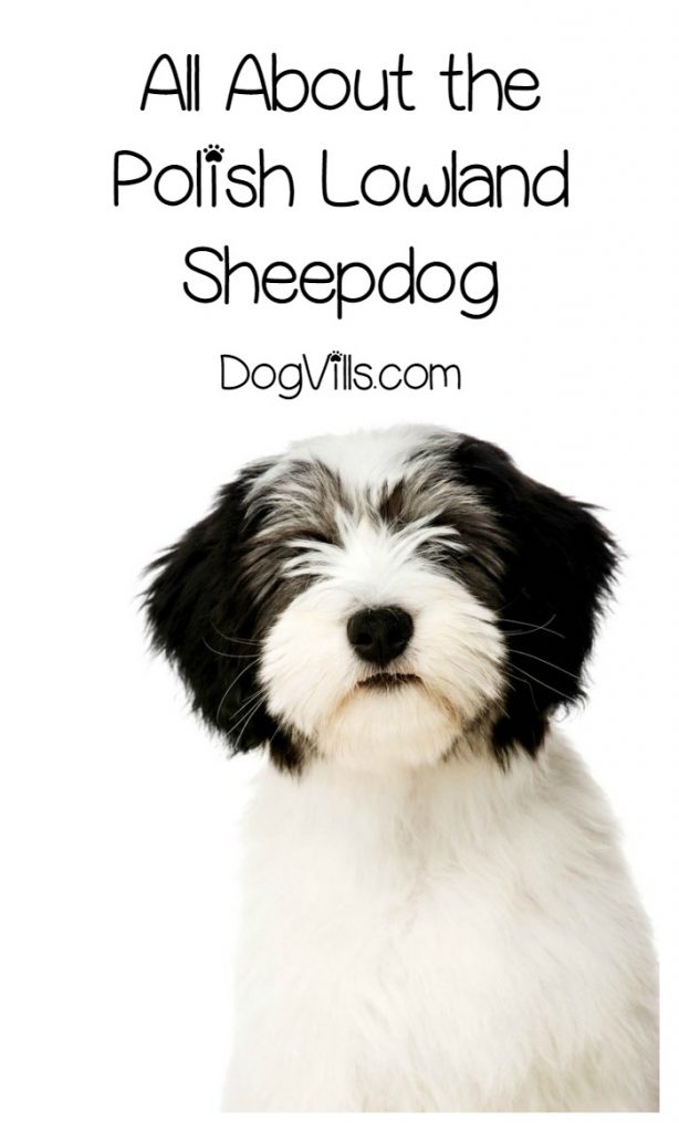 Is the Polish Lowland Sheepdog a Hypoallergenic Dog Breed?
