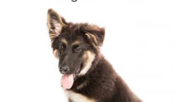 Caring for a new puppy can be confusing, especially with so many different opinions on things like vaccines and worming. Check out what to expect during your first vet visits and dispel a bit of the confusion!