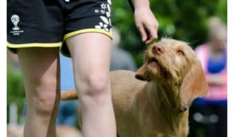 Wondering what the TTouch dog training method is all about? Check out our unbiased thoughts on the system.