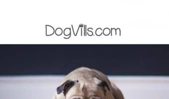 What do you do with an unvaccinated puppy when you have to leave your house? Check out our dog care tips!
