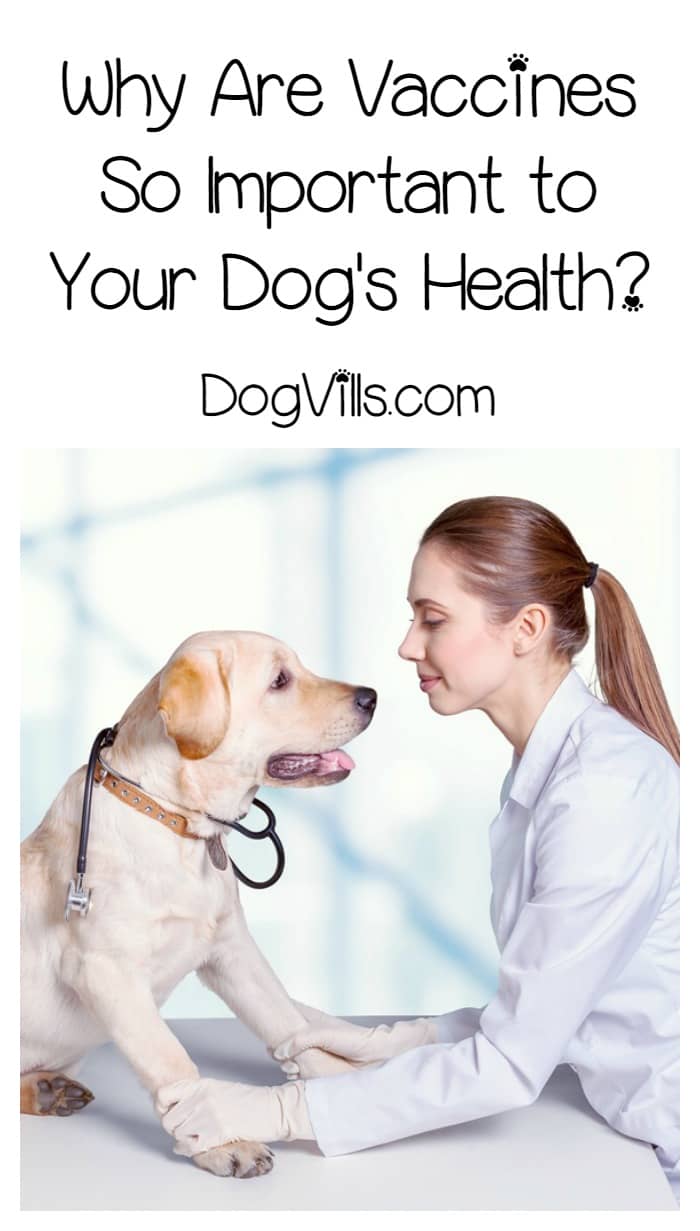 why are puppies so why are vaccinations so important why are puppies so why are vaccinations so important