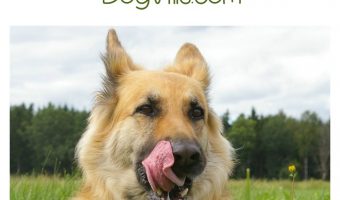 Looking for the best hypoallergenic dog food for German Shepherds? Check out our tips to guide you!