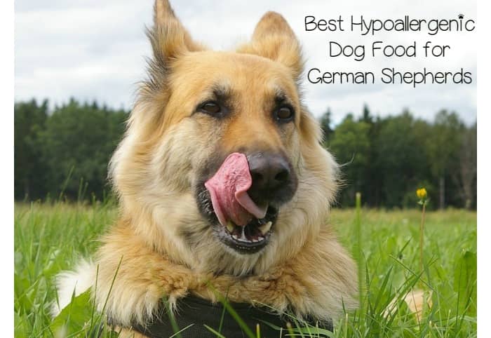 Dog Breeds That Sound Like Food Dog Breeds That Sound Like Food