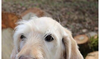 Feeding your older pooch the right food can go a long way to keeping him comfortable and active. Check out our tips for choosing the best senior dog food for healthy joints!