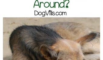 Dealing with dog health problems that limit mobility? Check out these dog accessories to help your pooch get around!