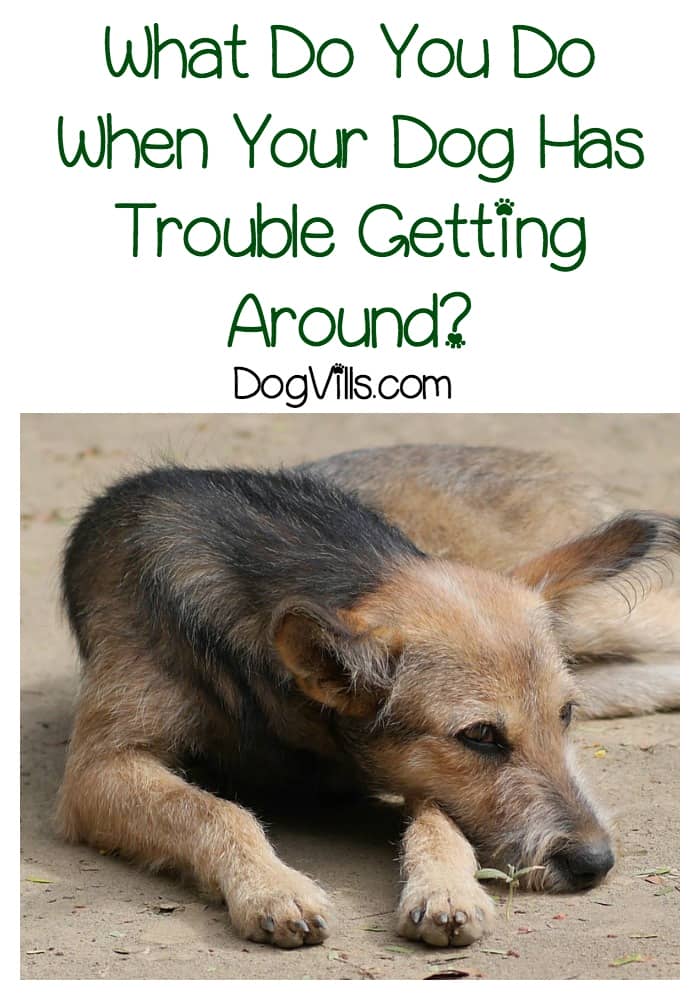 What Do You Do When Your Dog Has Trouble Getting Around? DogVills