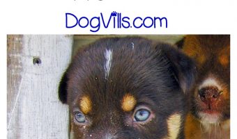 Will your older dog care if you bring a puppy home? What if your older dog is ill? This is a concern one of our Dog Mom readers brought to our attention. Check out our thoughts.