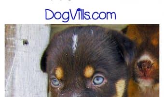 Will your older dog care if you bring a puppy home? What if your older dog is ill? This is a concern one of our Dog Mom readers brought to our attention. Check out our thoughts.