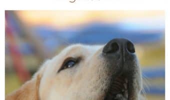 Can finding the best dog food for labs with ear infections really make a huge difference with the problem? Find out!