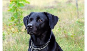 What is the best dry dog food for labs? Here's a hint: it's not about the brand, it's about the ingredients! Learn more!