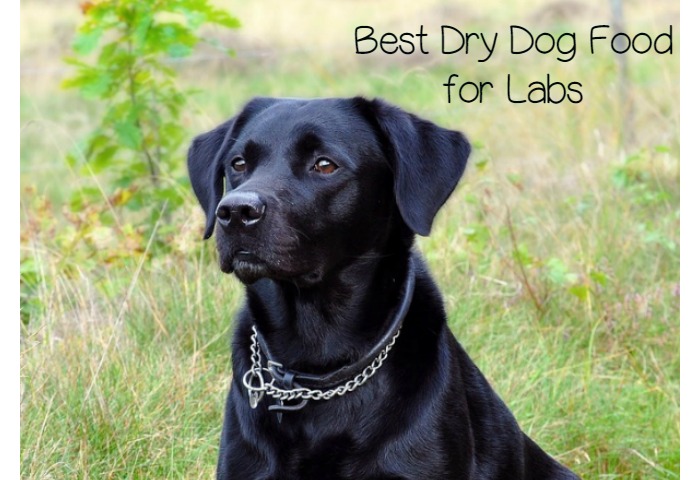 What is the Best Dry Dog Food for Labs?