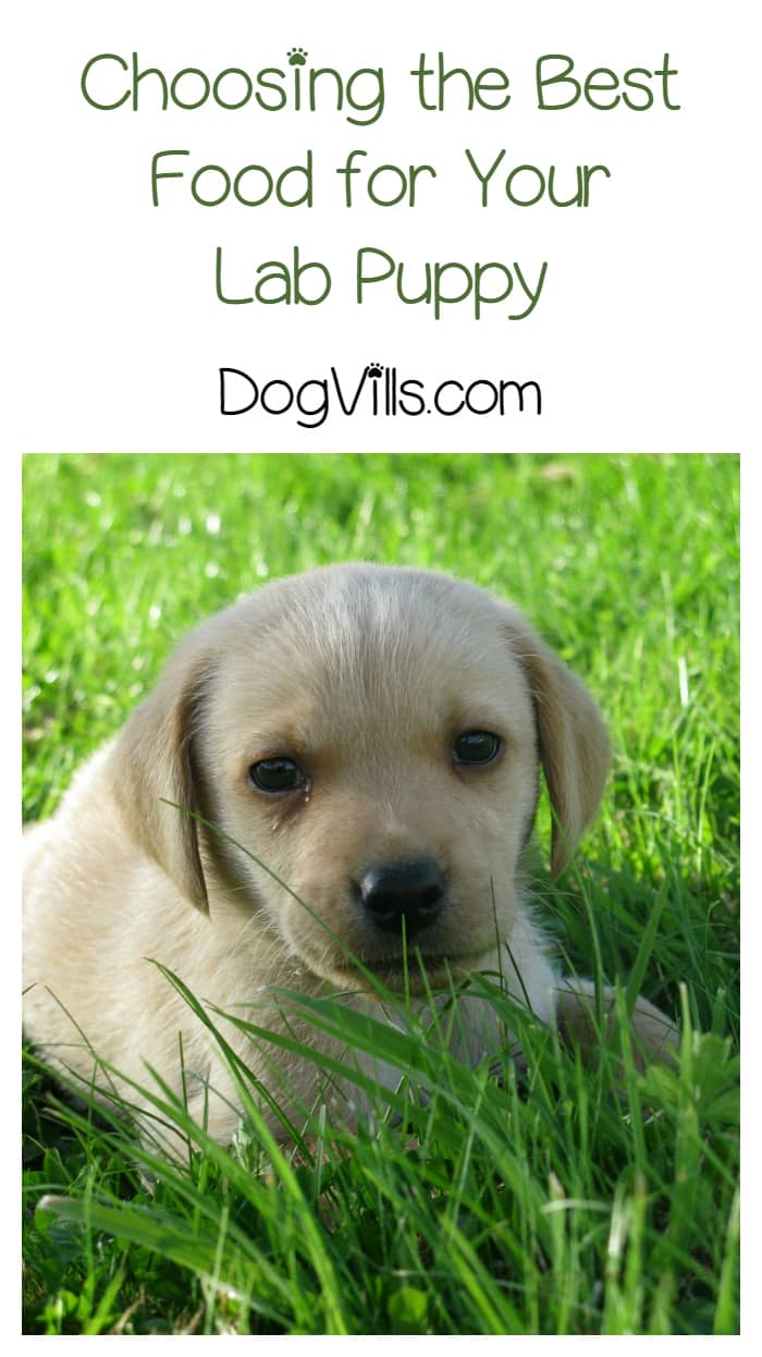 Choosing The Best Quality Dog Food Choosing The Best Quality Dog Food