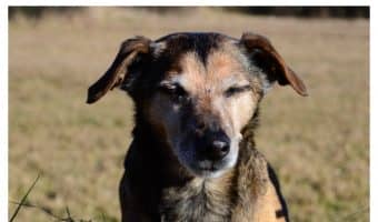 Going with grain-free senior dog food is a great choice for your dog’s health. Check out our tips to picking the best brand.