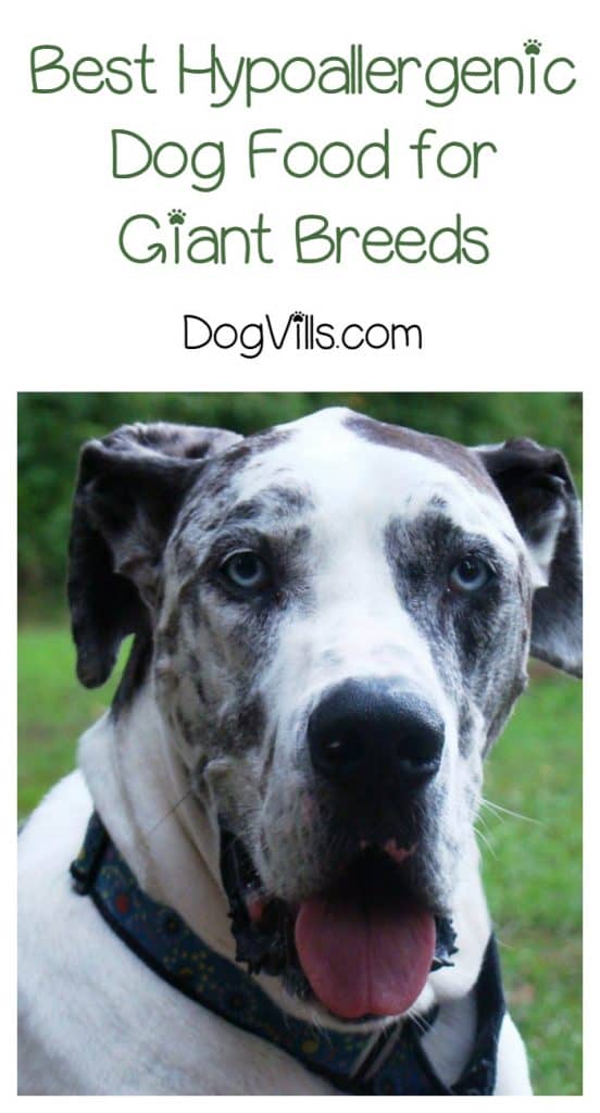 Best Hypoallergenic Dog Food for Giant Breed Dogs - DogVills