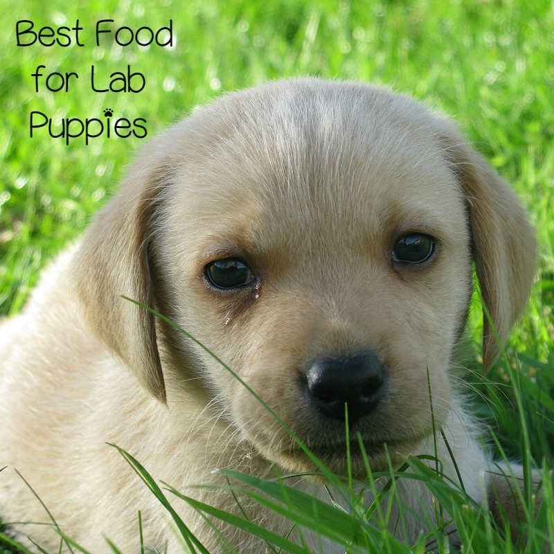 What Is the Best Food for Lab Puppies