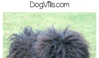 Thinking about getting a Puli? Learn all about this unique dog breed and find out if he's good for your allergies too!