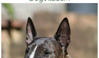 Picking the right senior dog food can add quality to our older dogs' lives. Check out our tips for picking the best one for large breed pooches!
