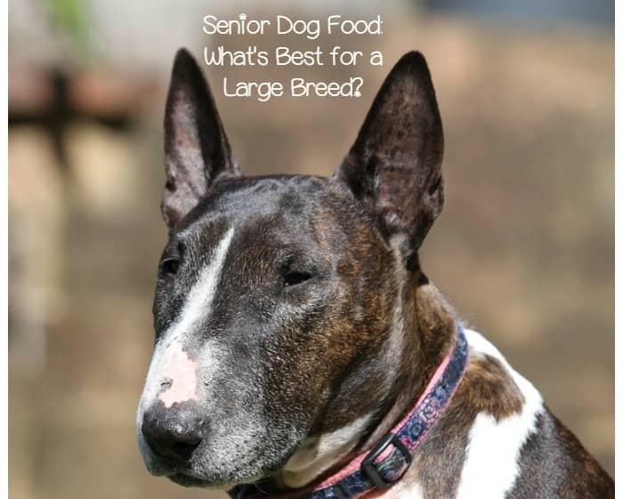 Best Senior Dog Food For Large Breeds