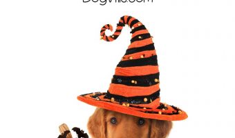 Funny Halloween dog costumes are a perk of being a pet owner & turn your fuzzy friend even cuter or scarier! See our ideas that are spooky and kooky!