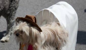 Looking for the best dog costume ever? These dogs can't wait to show off their hilarious and epic looks for Halloween or just for fun!