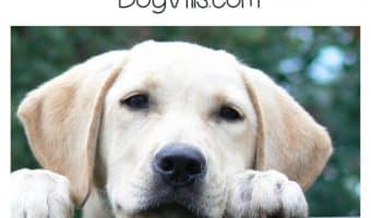 What is the best dog food for labs with a sensitive stomach? Check out our tips for helping you work with your vet to find out!