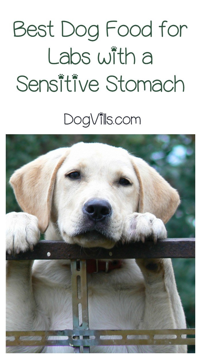 What is the Best Dog Food for Labs with a Sensitive Stomach?