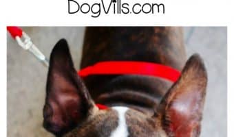 The best hypoallergenic dog food for Bostons is all about quality ingredients. Check out our tips for choosing the right one!