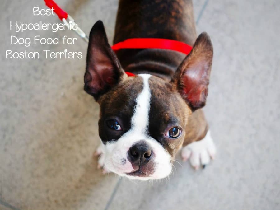 Best Carbohydrates For Dogs With Allergies Best Carbohydrates For Dogs With Allergies