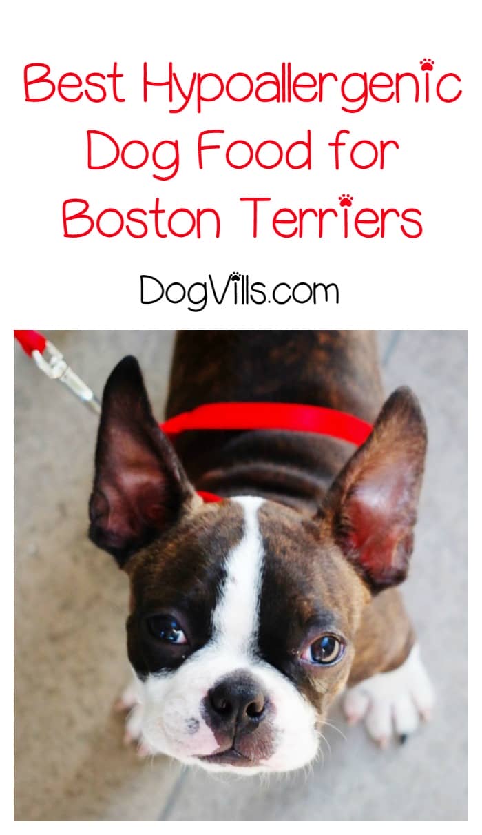 What is The Best Hypoallergenic Dog Food for Boston Terriers?