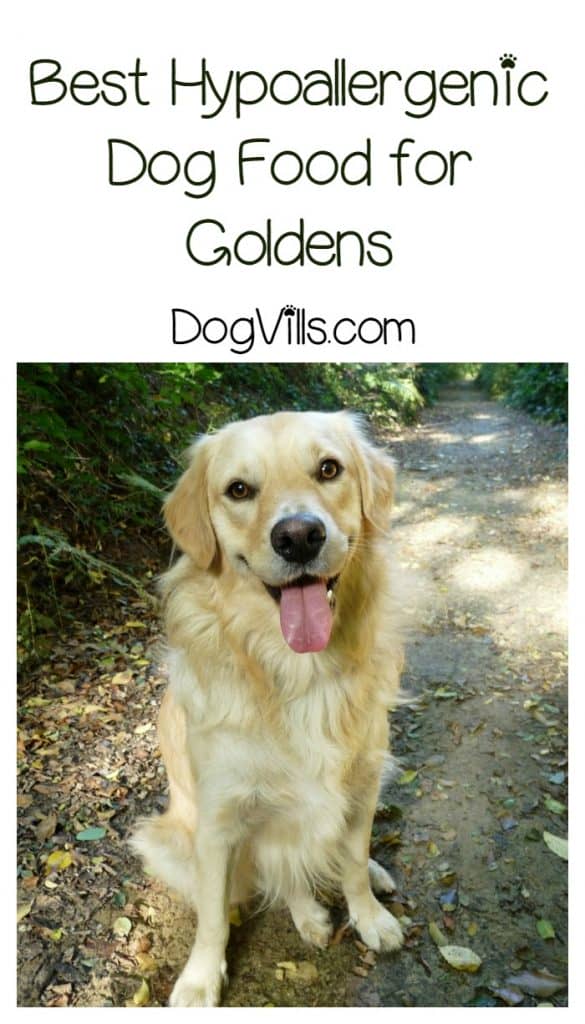 hypoallergenic dog goldens dogvills golden retriever