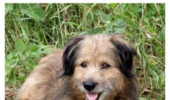 Have you heard about Gobi? Such a heartwarming story about a stray who ran a marathon and found his forever home. Check it out!