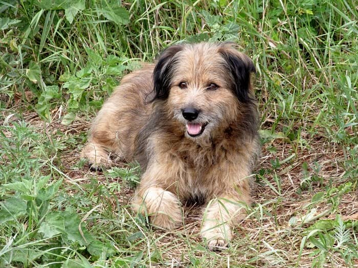 Dog Breeds Named After Food Dog Breeds Named After Food