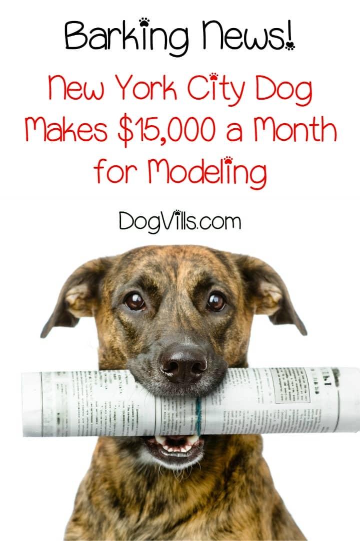 New York City Dog Makes 15,000 a Month for Modeling DogVills