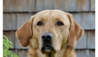 The right ingredients can help combat skin issues or keep them at bay altogether. Check out tips for picking the best dog food for labs with skin issues.