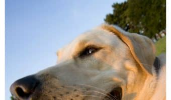 A shedding Lab is, well, a Lab. They shed like crazy. Picking the best dog food for shedding Labs can help marginally reduce the shedding by keeping them healthy.