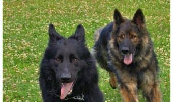 Finding the best grain free dog food for arthritis can really help your older dog live a fuller, more active life. Check out our tips for choosing!