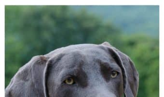 Looking for the best grain free wet dog food? Check out our tips to help you navigate the ingredients on the labels and feed your dog right!